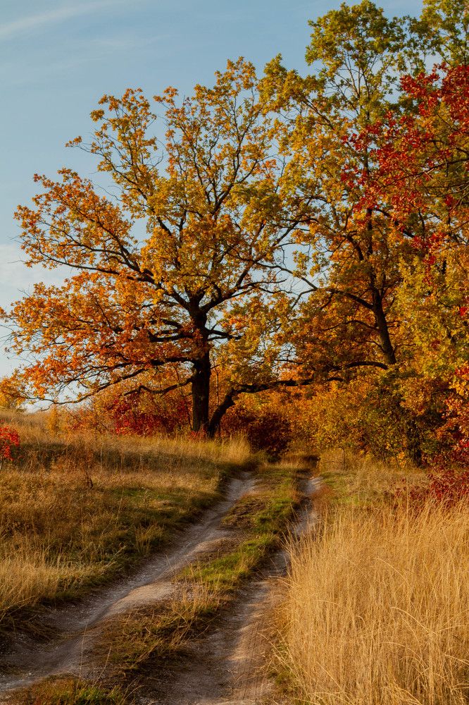 Фотография автора Тимофеев Алексей