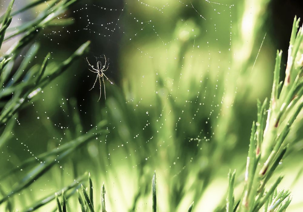 Паук на паутине в сосновых ветках