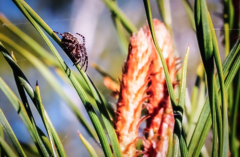Паук пригрелся
