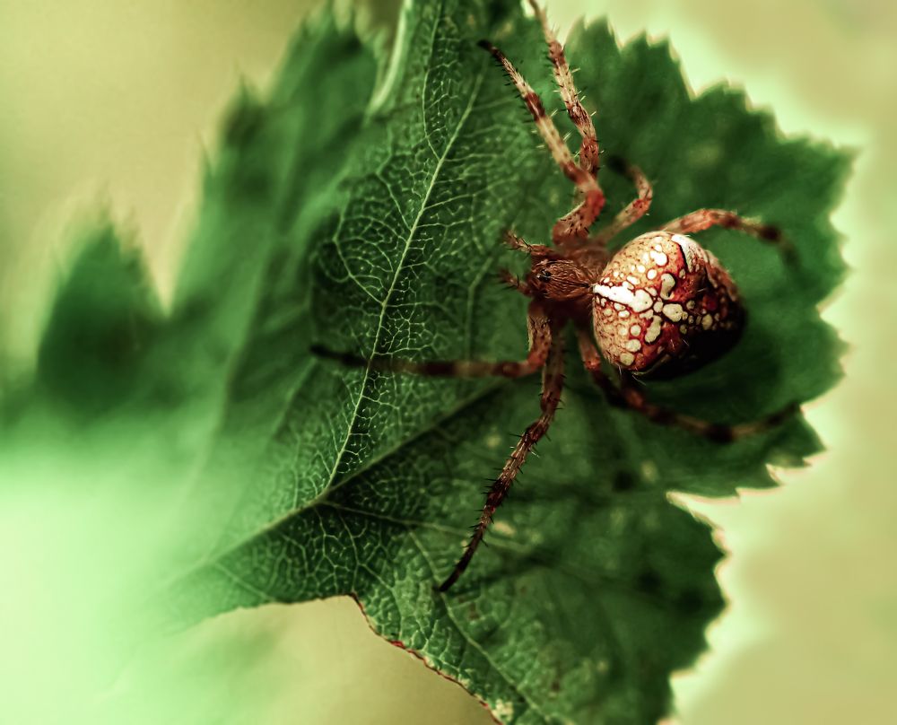 Паук на листе