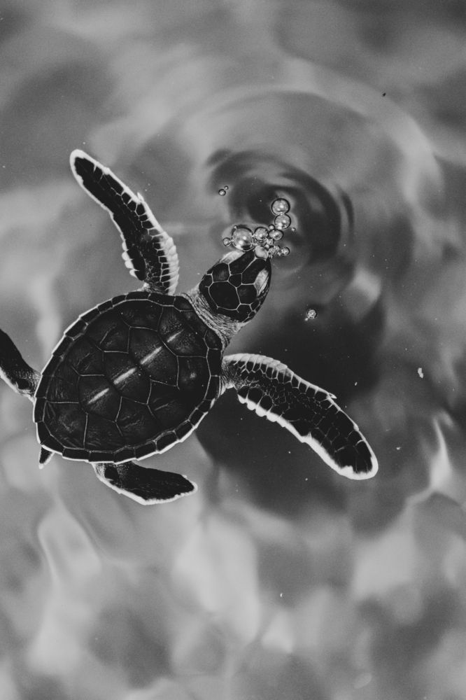 Photograph by Ashen Nanneththi