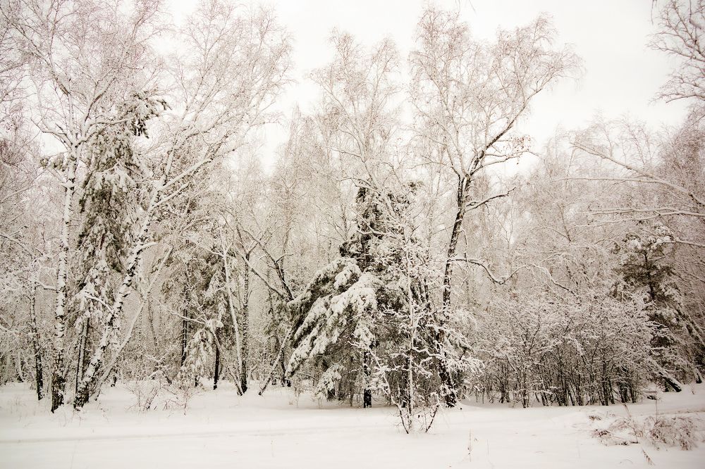 Снежный ноябрь