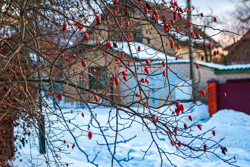 Фотография автора Елена Савельева