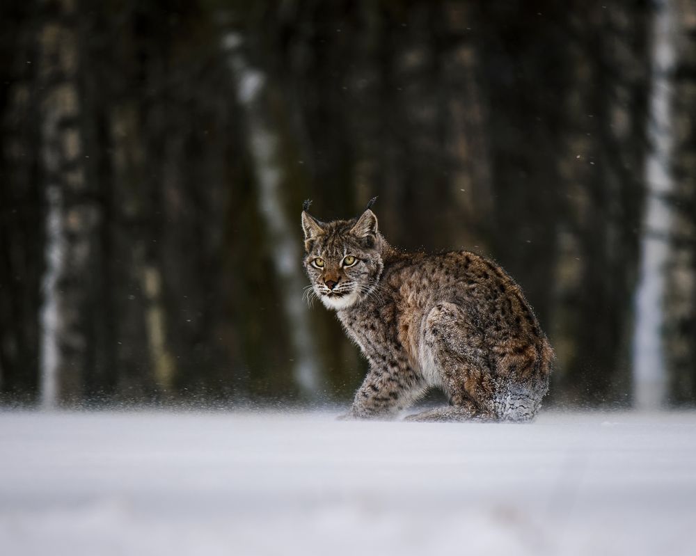 Фотография автора Michaela Firešová
