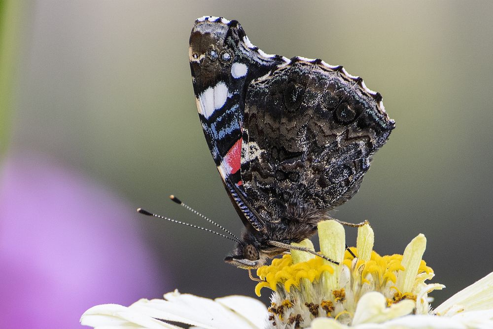 Адмирал на цветке
