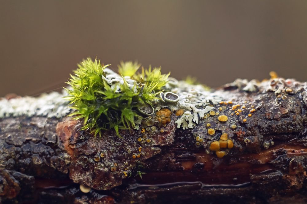 Мох и лишайник