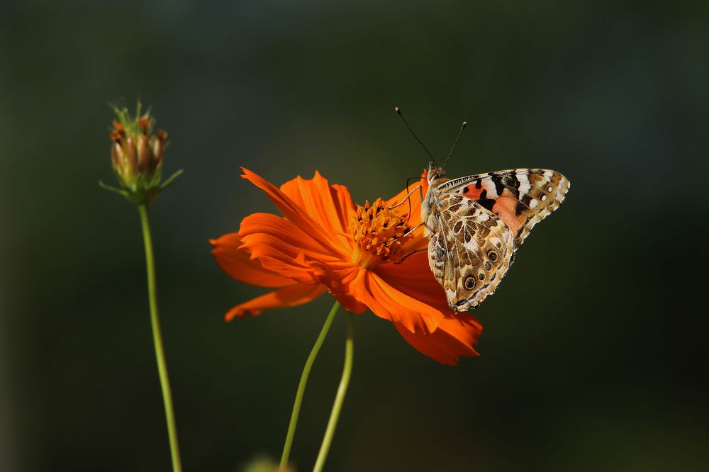 Photograph by Marat Magov