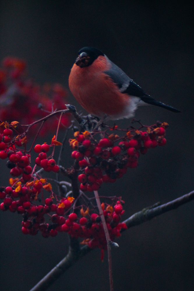 Photograph by Марина Кравцова