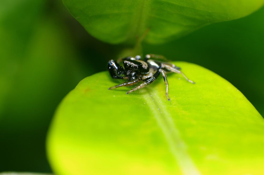 Photograph by Firly Febrian