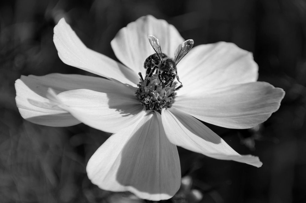 Photograph by andres david sanchez