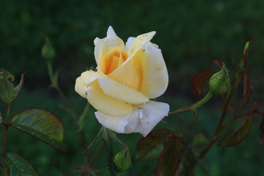 Photograph by Николай Бакулин