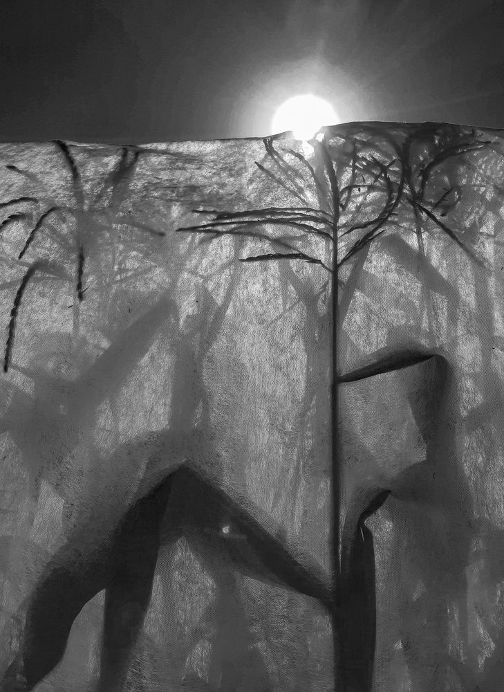 Цветок ненастья. (The flower of bad weather)