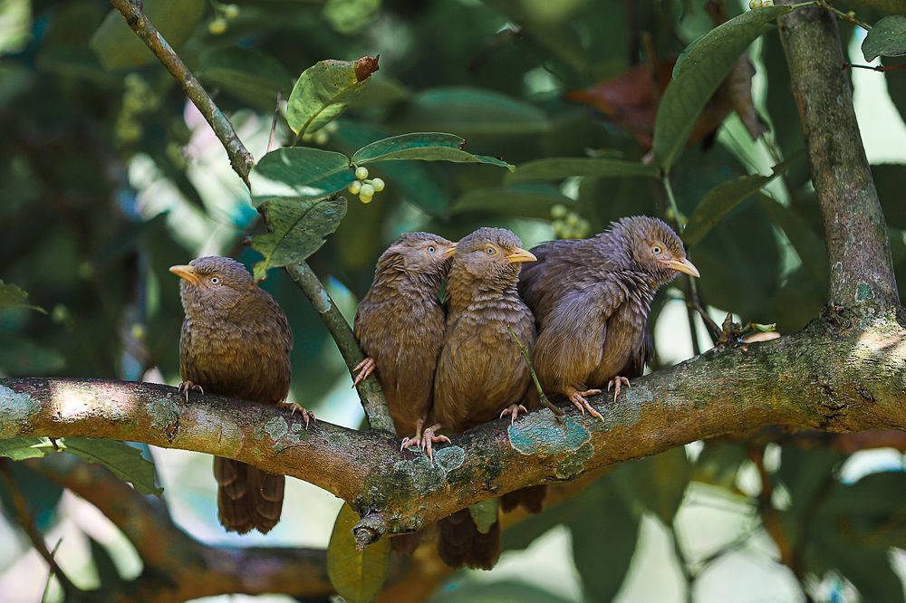 Photograph by Ishan C Karunarathne