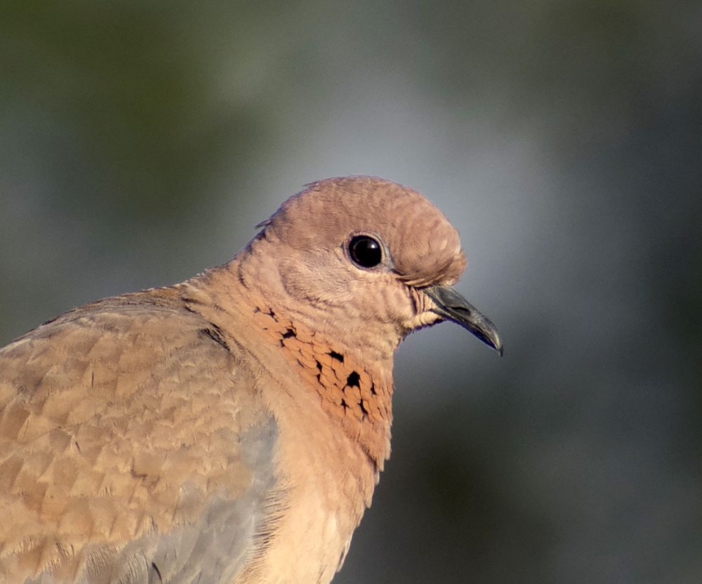 Spotted dove.