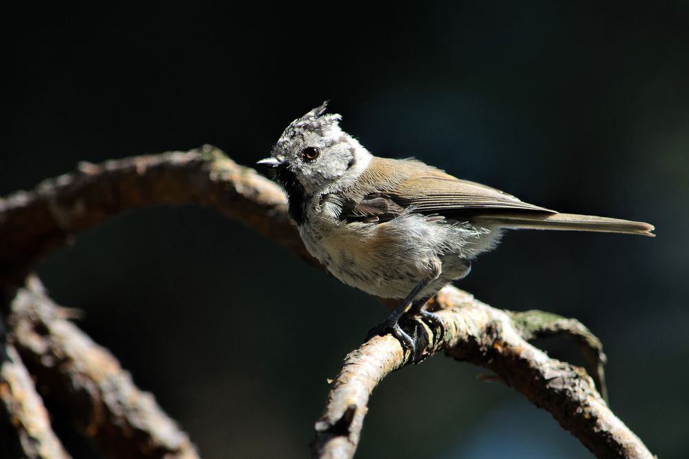 Photograph by Оксана Маховская