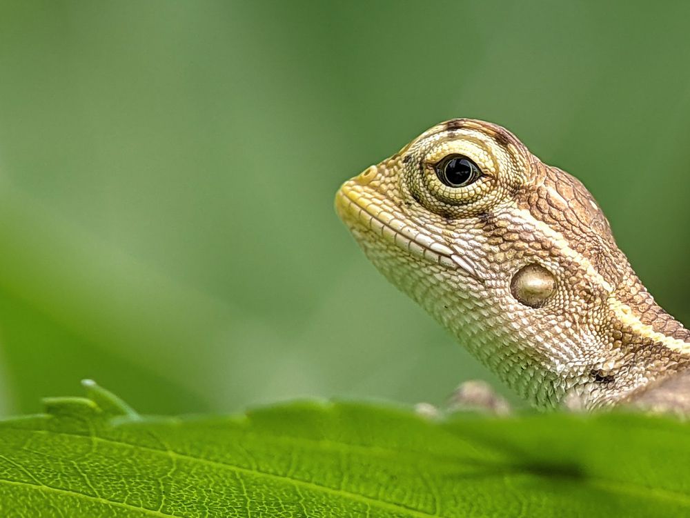A garden lizard checking up for visitors.