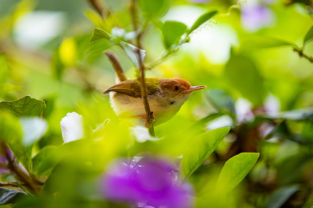 Photograph by Ishan C Karunarathne