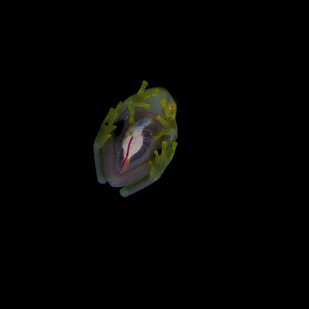 Rana Cristal