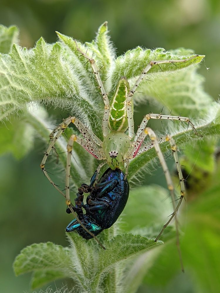 Camouflage and kill is the strategy.