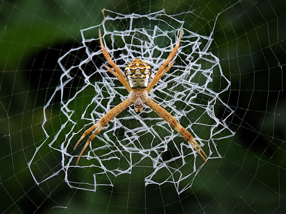 The spider in its kingdom.