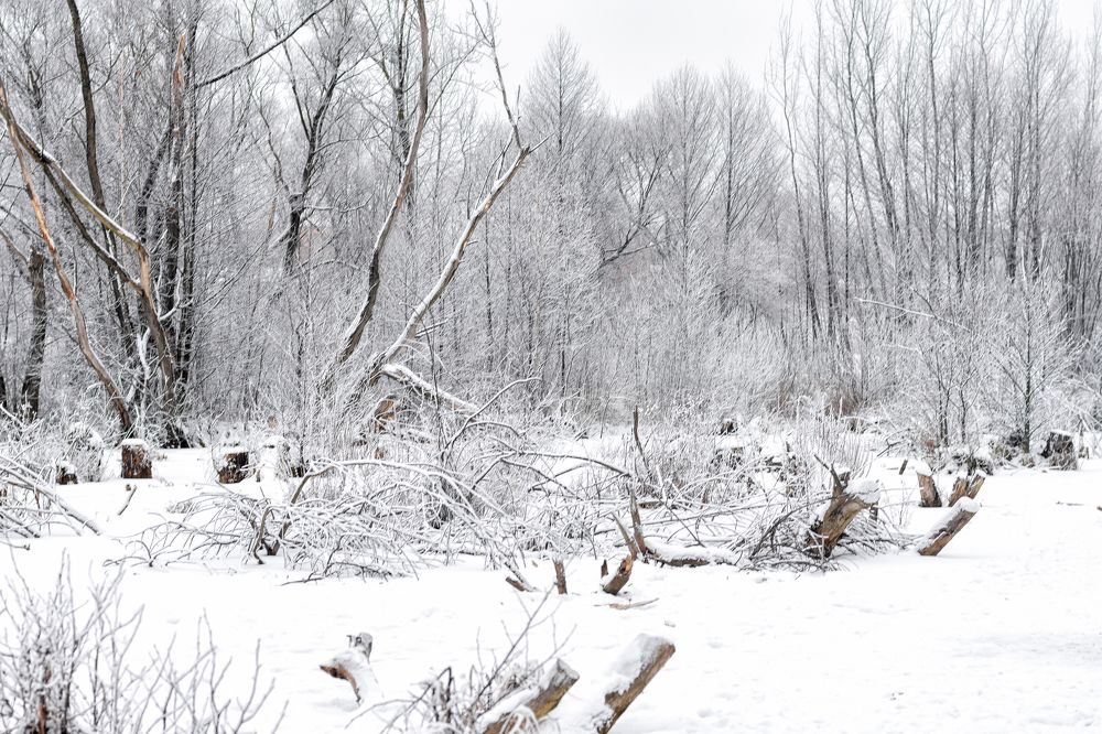 Photograph by Елена Стещенко