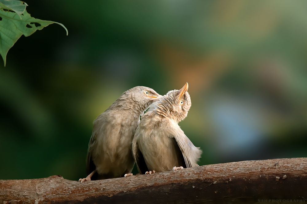 Photograph by NAVONILOY BHAUMIK