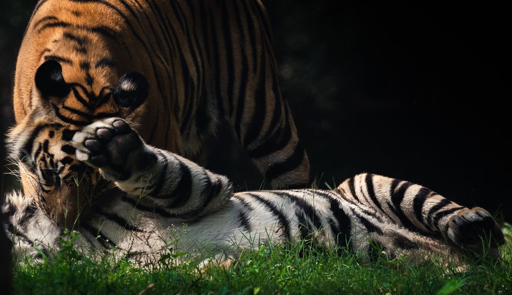 Photograph by NAVONILOY BHAUMIK