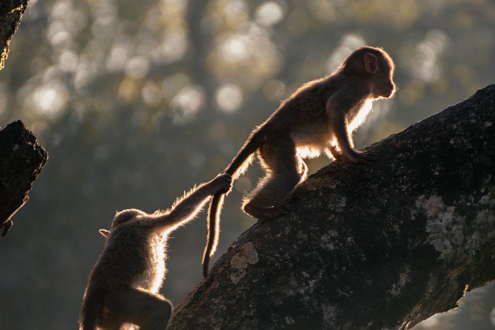 Photograph by NAVONILOY BHAUMIK