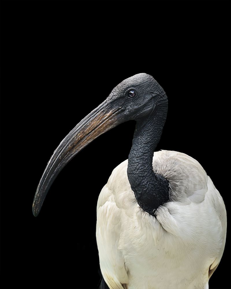 Photograph by NAVONILOY BHAUMIK