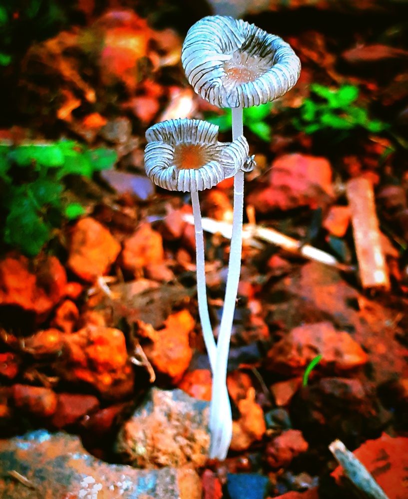 Photograph by Ruchika Kalangutkar