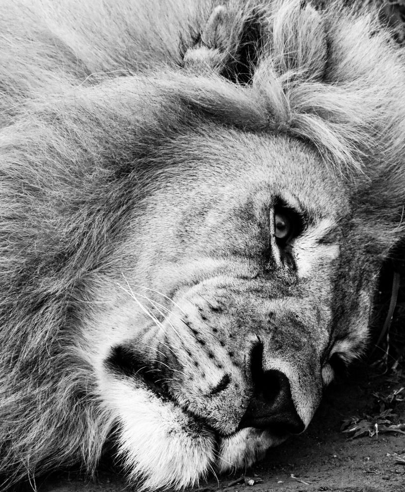 Photograph by Lourens Bierman