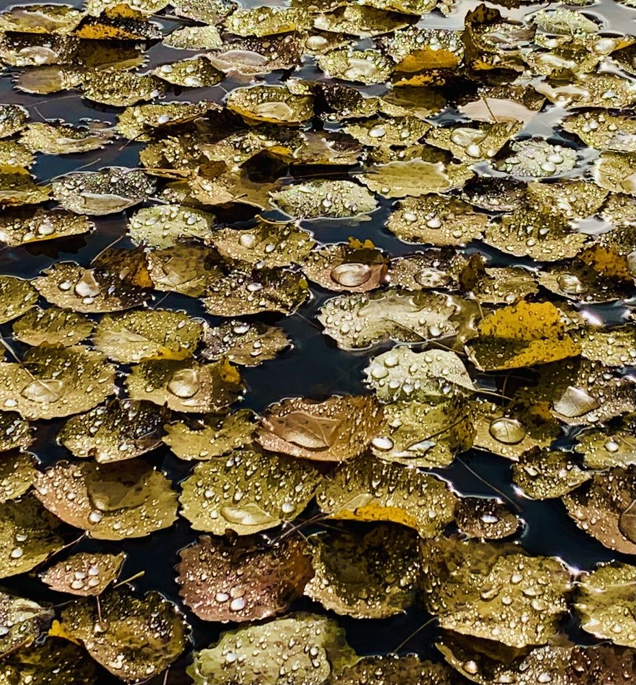 Капли дождя.