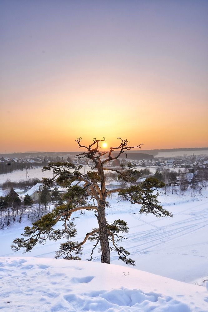 Одинокая сосна