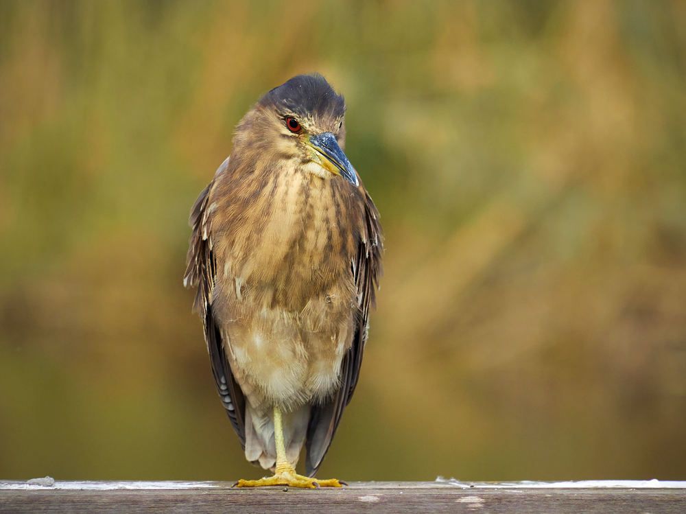 Фотография автора David Solodar