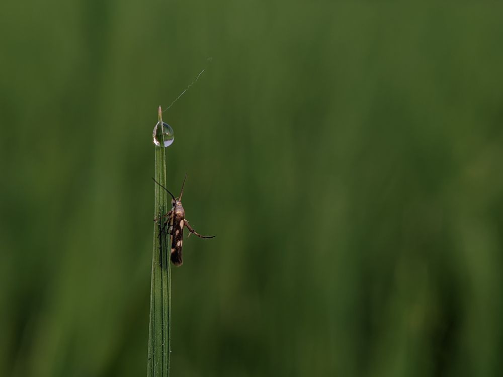 A little moth takes a sip.