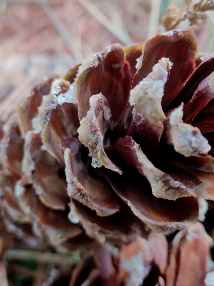 Photograph by Damber Singh