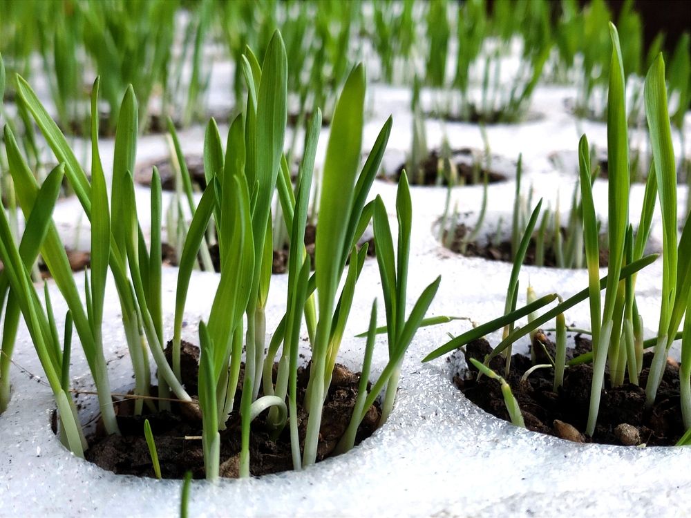 Photograph by Damber Singh