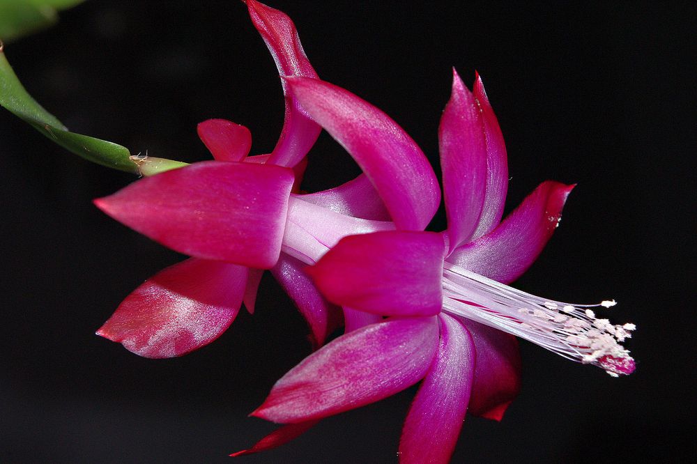 Photograph by Лилия Потравнова