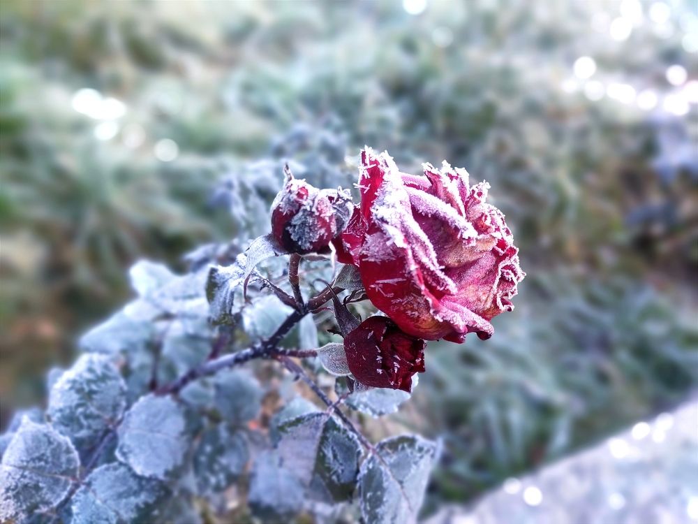 Photograph by Damber Singh