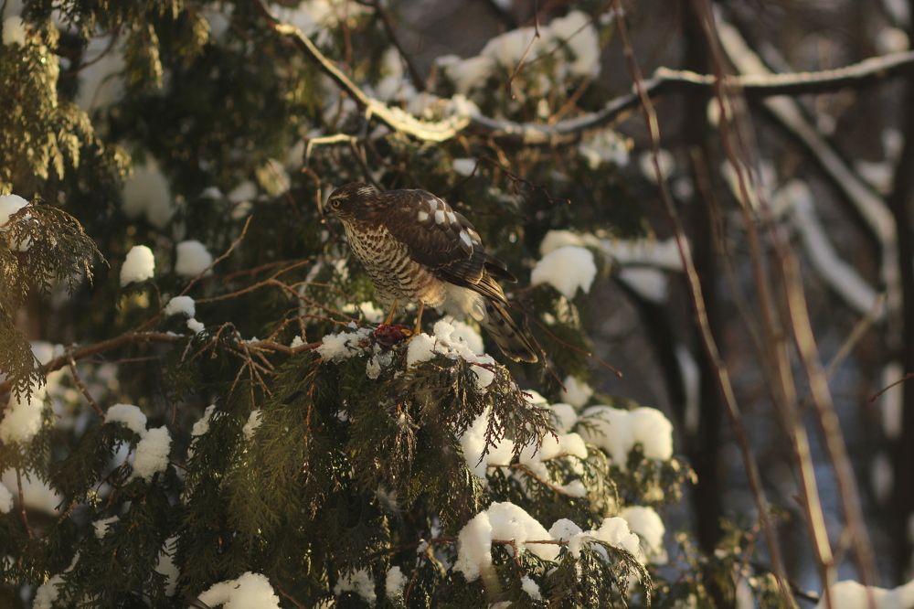 Photograph by Alyona Pravel’eva