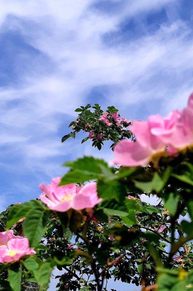 Фотография автора Ирина Лукьянчик