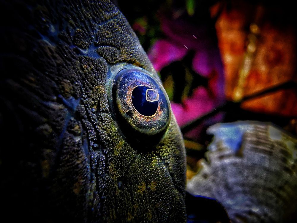 Fish Eye