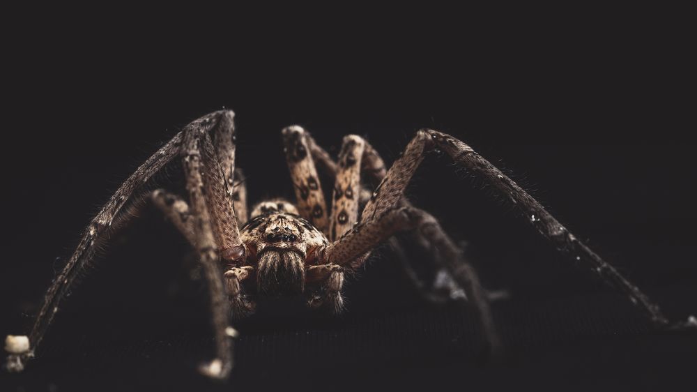 Photograph by Bijaya Lamichhane Jaisi