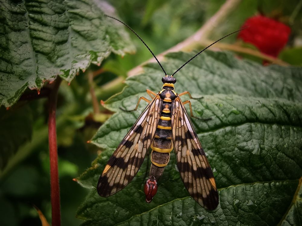 Летающая красотка - скорпионница.
