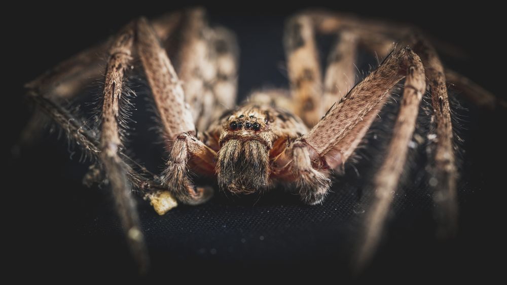 Photograph by Bijaya Lamichhane Jaisi