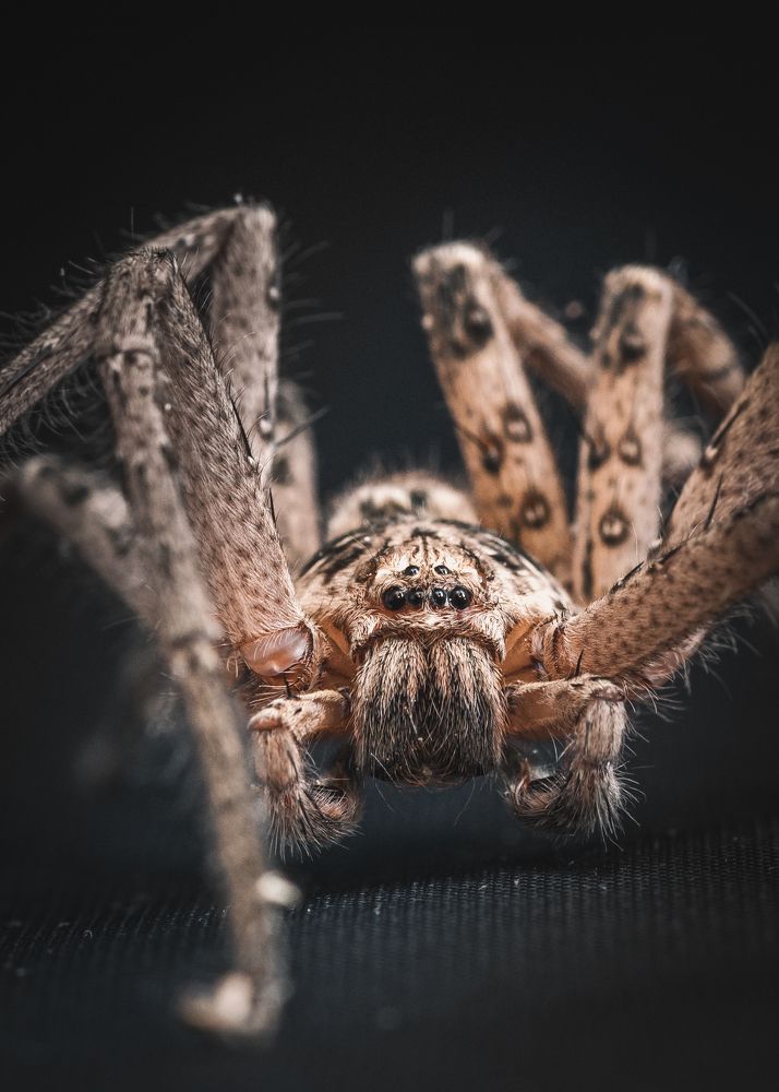 Photograph by Bijaya Lamichhane Jaisi