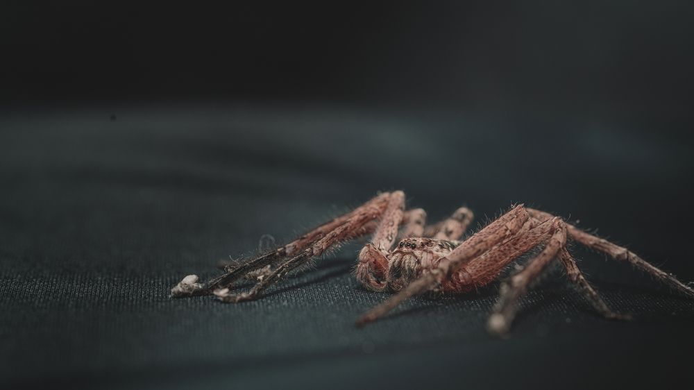 Photograph by Bijaya Lamichhane Jaisi