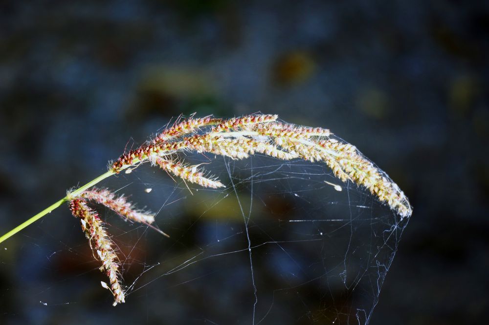 Photograph by Svetlana Victorovna Kibyakova