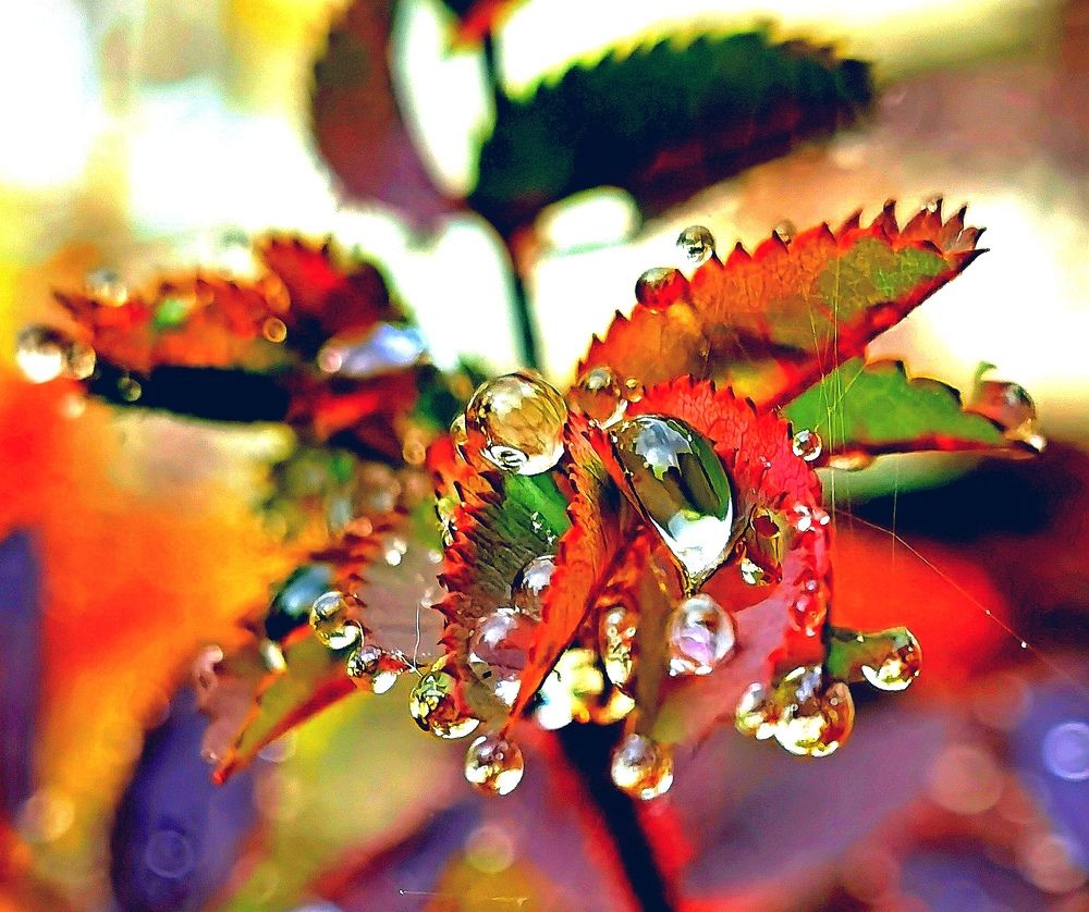 Photograph by Alexandr