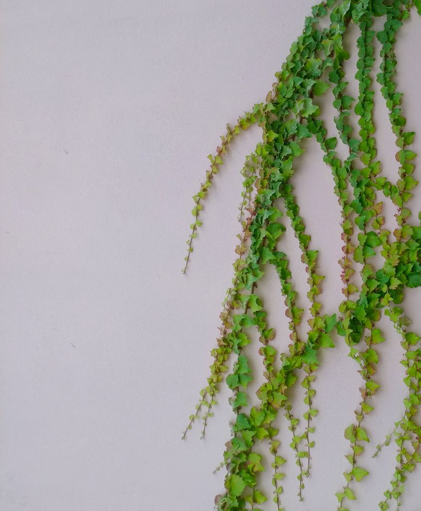 Photograph by Maryam Motlagh